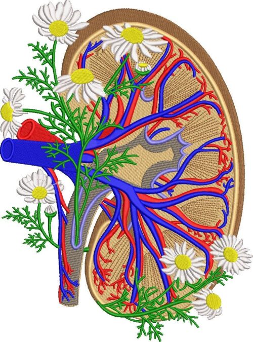 00010-Anatomical-Kidney-8-x-11