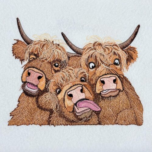 Crazy-Highland-Cow-Family