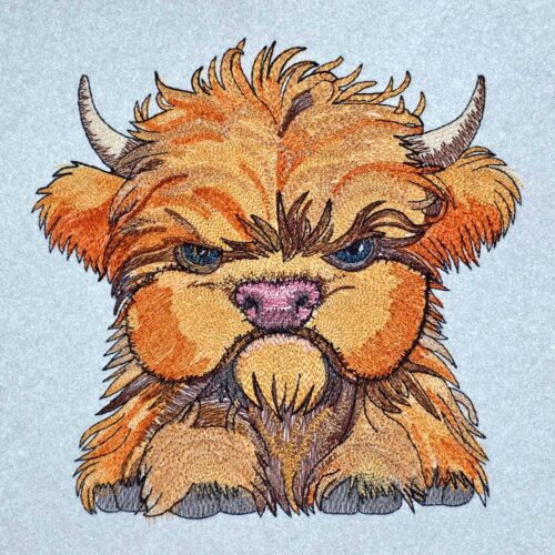 grumpy-southern-highland-cow