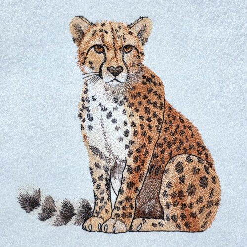 wild-cheetah