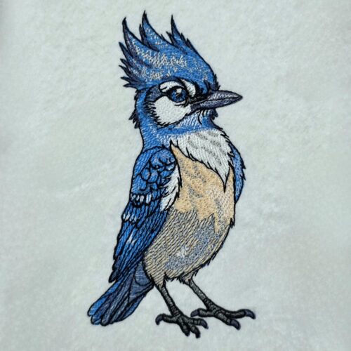 blue-jay-bird