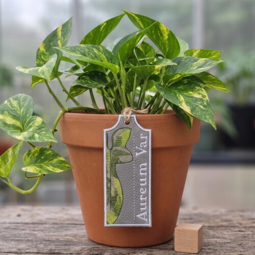 aureum-var-ith-plant-tag