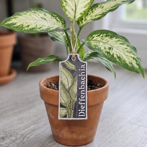 dieffenbachia-ith-plant-tag