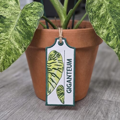 giganteum-ith-plant-tag
