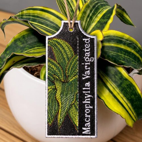 macrophylla-varigated-ith-plant-tag