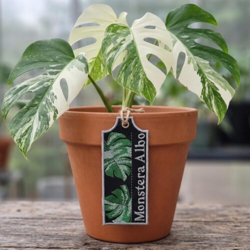 monstera-albo-ith-plant-tag