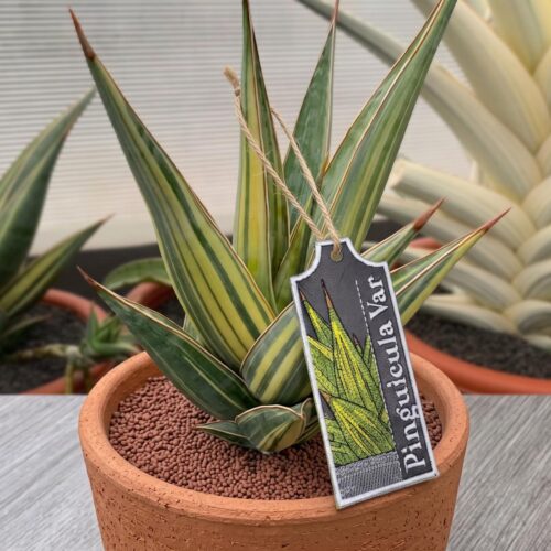 pinguicula-var-ith-plant-tag