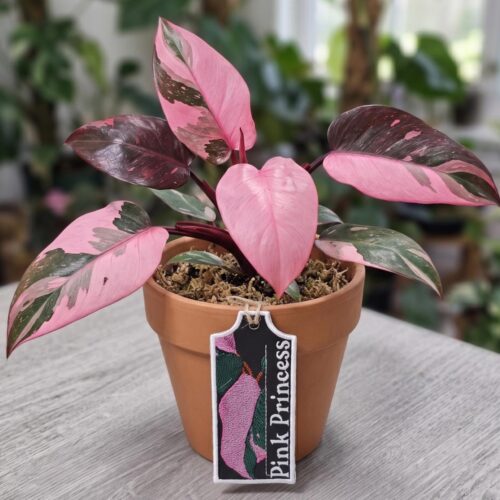 pink-princess-ith-plant-tag