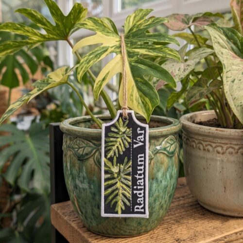 radiatum-var-ith-plant-tag