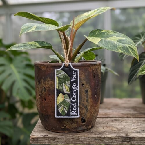 red-congo-var-ith-plant-tag