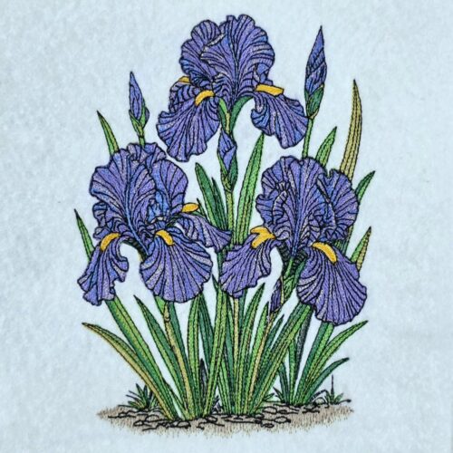 purple-iris-flower